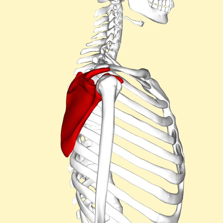 What is the function of the scapula?