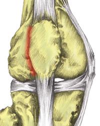 The 'Best Practice Guide to Conservative Management of Patellofemoral Pain' The 'Best Practice Guide to Conservative Management of Patellofemoral Pain'