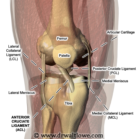KNEE ANATOMY knee anatomy: