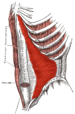 Lumbar Motor Control - State of the Art? Lumbar Motor Control - State of the Art?