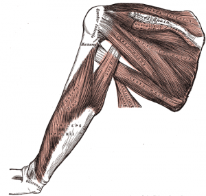 Self-managed loaded exercise versus usual physiotherapy treatment for rotator cuff tendinopathy