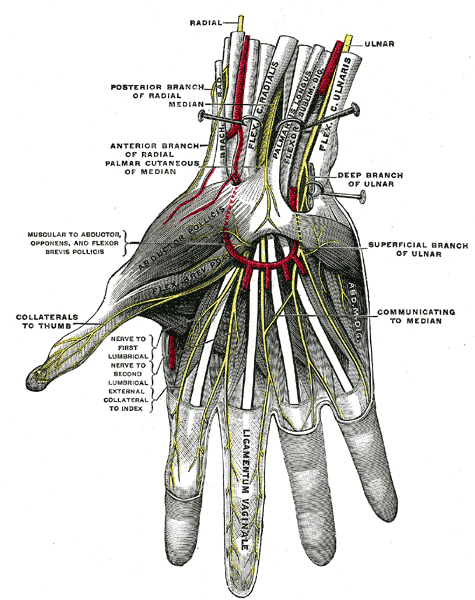 Effect of remote after-effects of resistive static contraction of the pelvic depressors on improvement of restricted wrist flexion range of motion in patients with restricted wrist flexion range of motion. Effect of remote after-effects of resistive static contraction of the pelvic depressors on improvement of restricted wrist flexion range of motion in patients with restricted wrist flexion range of motion.