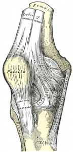 New members learn topic on the knee now available. New members learn topic on the knee now available.