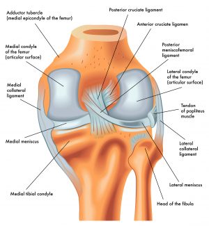New Guidelines Advise Against Arthroscopy for Nearly All Degenerative Knees New Guidelines Advise Against Arthroscopy for Nearly All Degenerative Knees