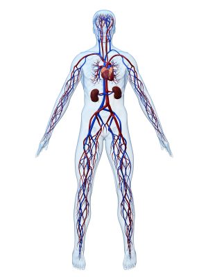 Hemodynamic Responses to Blood Flow Restriction and Resistance Exercise to Muscular Failure. Hemodynamic Responses to Blood Flow Restriction and Resistance Exercise to Muscular Failure.
