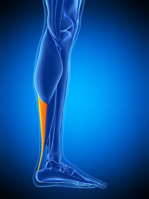 Disrupted Tactile Acuity in People With Achilles Tendinopathy: A Preliminary Case-Control Investigation. Disrupted Tactile Acuity in People With Achilles Tendinopathy: A Preliminary Case-Control Investigation.