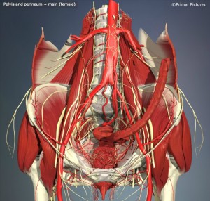 Interactive pelvis - pelvis and perineum - L11F1
