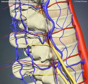 Interactive spine - intevertebral foramina - L1F8