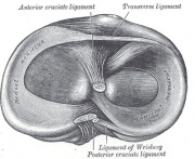 Surgery versus physical therapy for a meniscal tear and osteoarthritis. Surgery versus physical therapy for a meniscal tear and osteoarthritis.