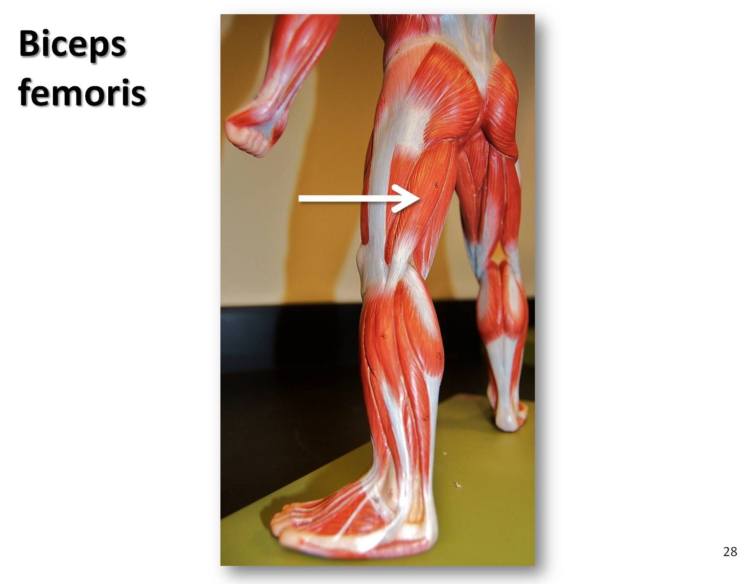 Eccentric training for prevention of hamstring injuries may depend on