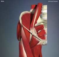 Differential Diagnosis of Hip Pain Differential Diagnosis of Hip Pain