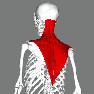 Morphological & physiological differences in the upper trapezius muscle in patients with trapezius myalgia Morphological & physiological differences in the upper trapezius muscle in patients with trapezius myalgia