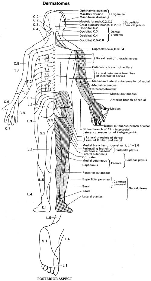 Mislocalization of sensory information in people with chronic low back pain Mislocalization of sensory information in people with chronic low back pain