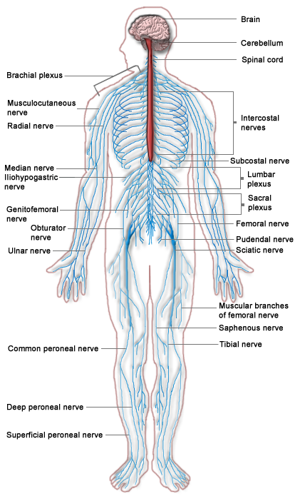 Addressing Neuroplastic Changes in Distributed Areas of the Nervous System Associated With Chronic Musculoskeletal Disorders Addressing Neuroplastic Changes in Distributed Areas of the Nervous System Associated With Chronic Musculoskeletal Disorders