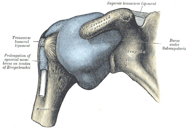 The effectiveness of intensive mobilization techniques combined with capsular distension for adhesive capsulitis of the shoulder The effectiveness of intensive mobilization techniques combined with capsular distension for adhesive capsulitis of the shoulder