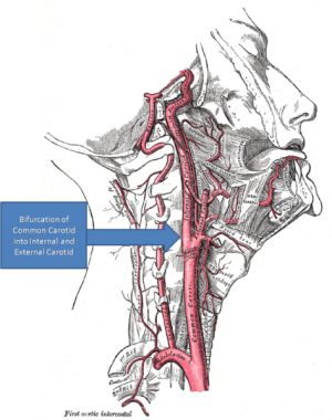Roger Kerry and Alan Taylor to be Topic Experts on the Cervical Arterial Dysfunction page Roger Kerry and Alan Taylor to be Topic Experts on the Cervical Arterial Dysfunction page