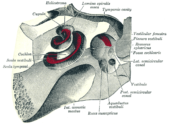 Vestibular Rehabilitation After Traumatic Brain Injury: Case Series Vestibular Rehabilitation After Traumatic Brain Injury: Case Series