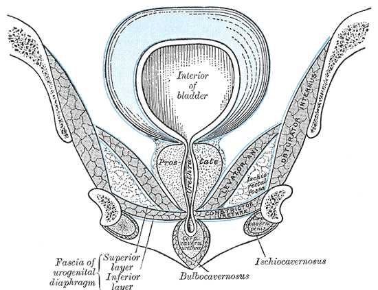 Short-term effect of adding pelvic floor muscle training to bladder training for female urinary incontinence Short-term effect of adding pelvic floor muscle training to bladder training for female urinary incontinence