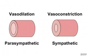 Blood Flow and ANS