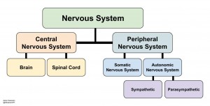 Nervous System