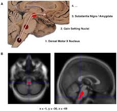 Determinants of Objectively Measured Physical Functional Performance in Early to Mid-stage Parkinson Disease Determinants of Objectively Measured Physical Functional Performance in Early to Mid-stage Parkinson Disease