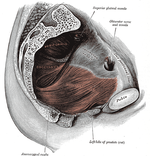 The interaction of stress and urgency urinary incontinence and its effect on quality of life The interaction of stress and urgency urinary incontinence and its effect on quality of life