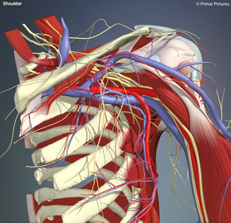 Influence of shoulder pain on muscle function: implications for the assessment and therapy of shoulder disorders Influence of shoulder pain on muscle function: implications for the assessment and therapy of shoulder disorders