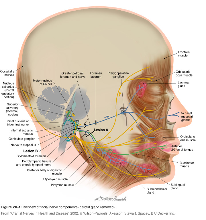 Facial Palsy awareness week