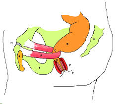 OASI: a preventable injury? OASI: a preventable injury?