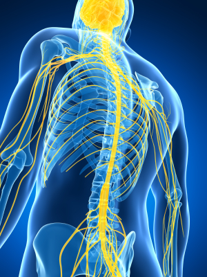 Spinal Cord Injury Content Creation Project is Underway Spinal Cord Injury Content Creation Project is Underway