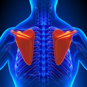 A Critical and Theoretical Perspective on Scapular Stabilization: What Does It Really Mean, and Are We On the Right Track? A Critical and Theoretical Perspective on Scapular Stabilization: What Does It Really Mean, and Are We On the Right Track?