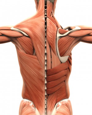Muscle basics and cellular components, naming of the muscles, and cat. A Critical and Theoretical Perspective on Scapular ...