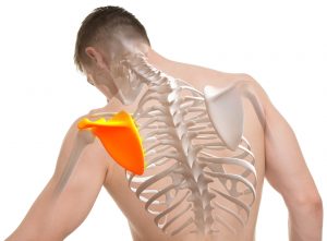 Effectiveness of scapula-focused approaches in patients with rotator cuff related shoulder pain: A systematic review and meta-analysis. Effectiveness of scapula-focused approaches in patients with rotator cuff related shoulder pain: A systematic review and meta-analysis.