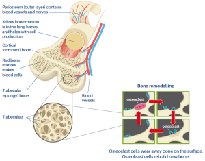 A reduction in number and incidence of osteoporotic hip fractures among elderly individuals in Japan from 2010 to 2015. A reduction in number and incidence of osteoporotic hip fractures among elderly individuals in Japan from 2010 to 2015.