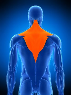 Effects of pulling direction on upper trapezius and rhomboid muscle activity Effects of pulling direction on upper trapezius and rhomboid muscle activity