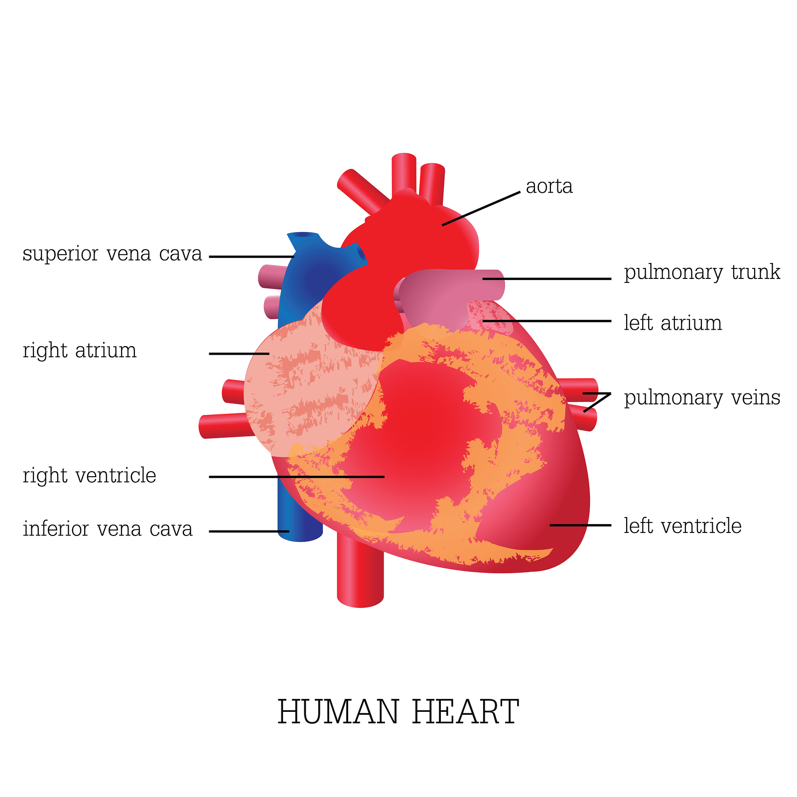 Human heart