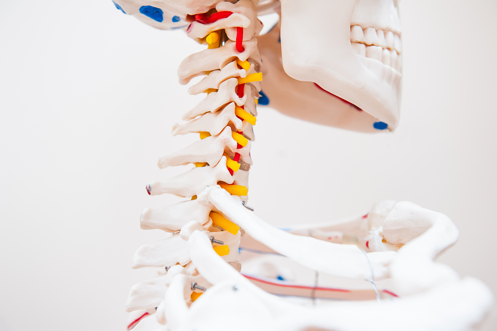 Close Up Side View Human Skeleton Cervical Spine Anatomical Mode