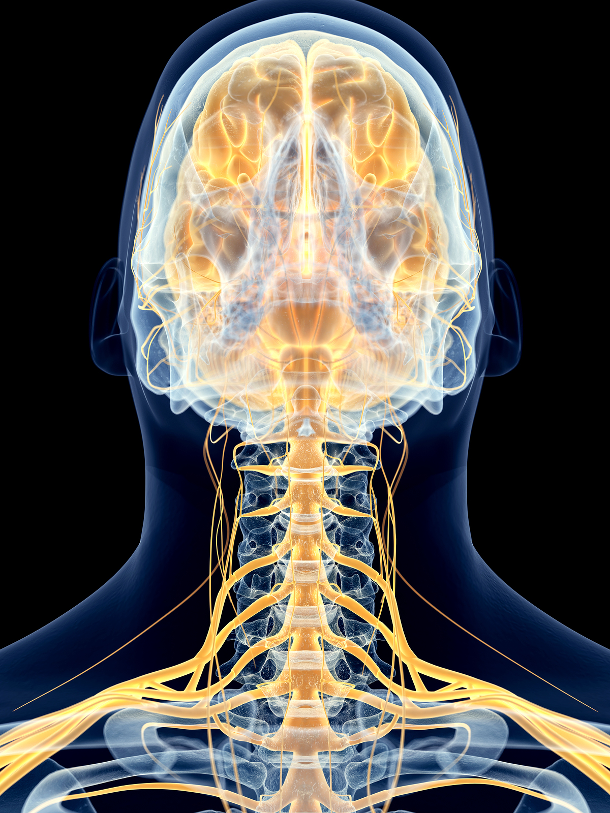 Cervical Spine and Nerves