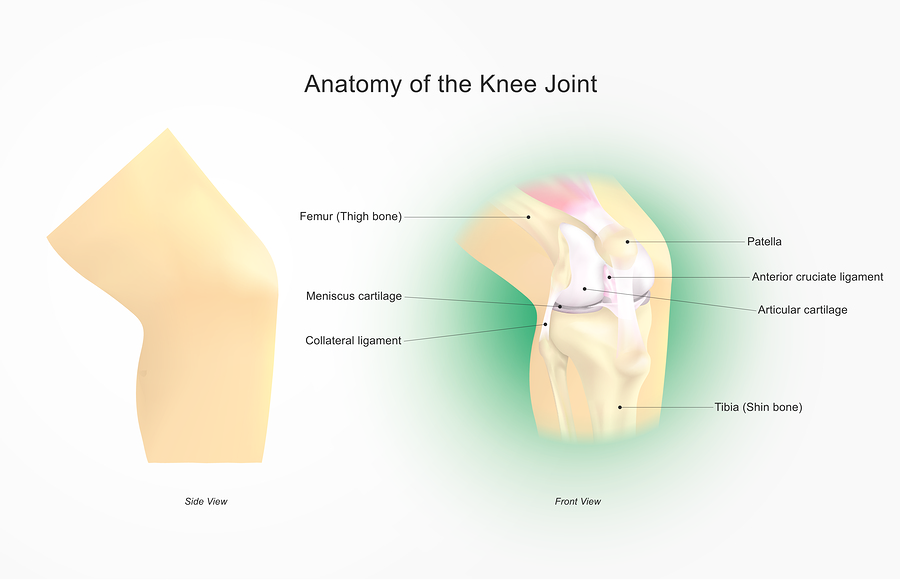 Knee Anatomy