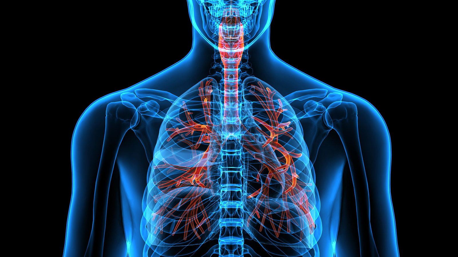 anatomy of human respiratory system in x-ray.