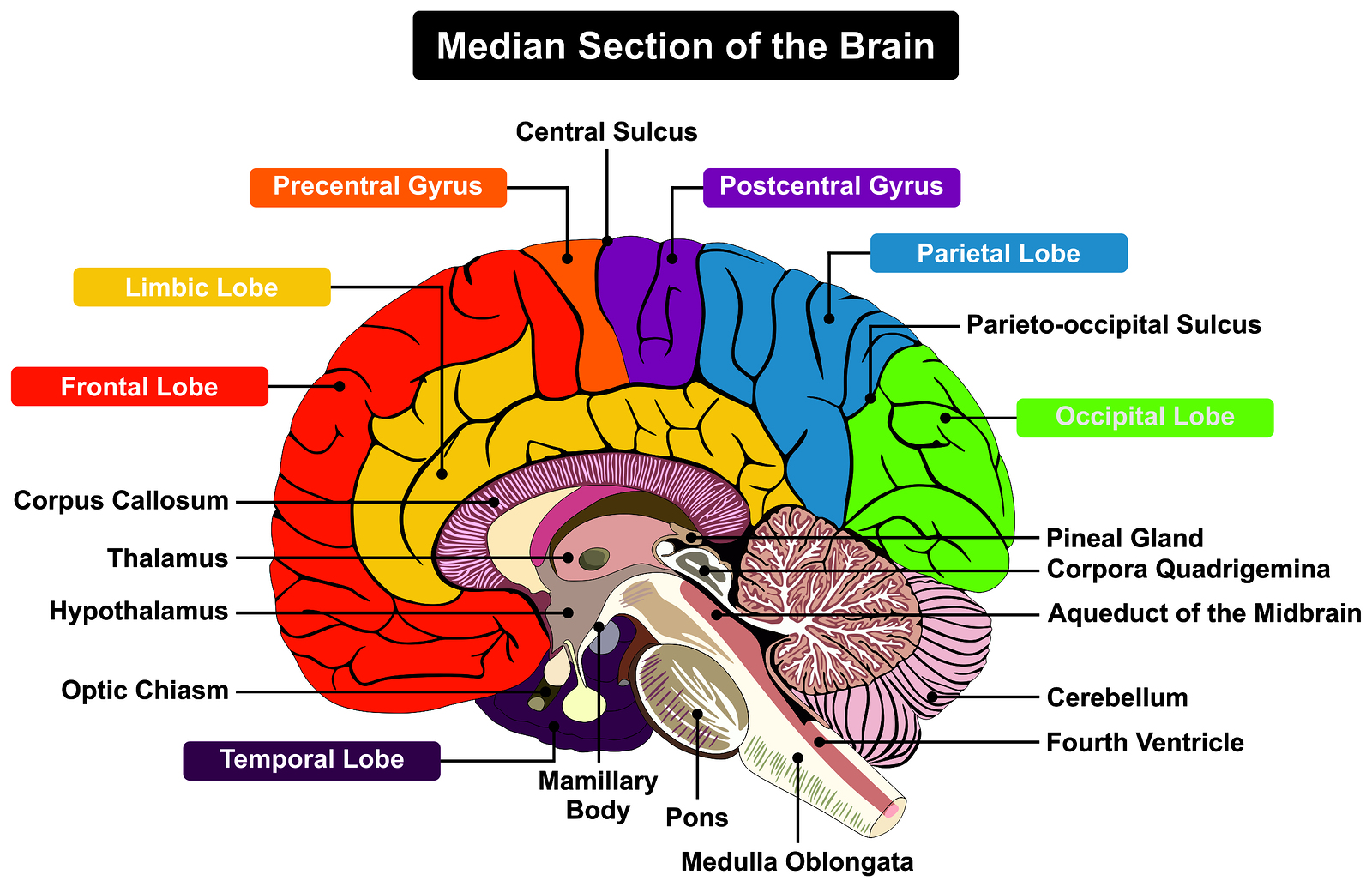 Cerebellum and cognition in multiple sclerosis: the fall status matters