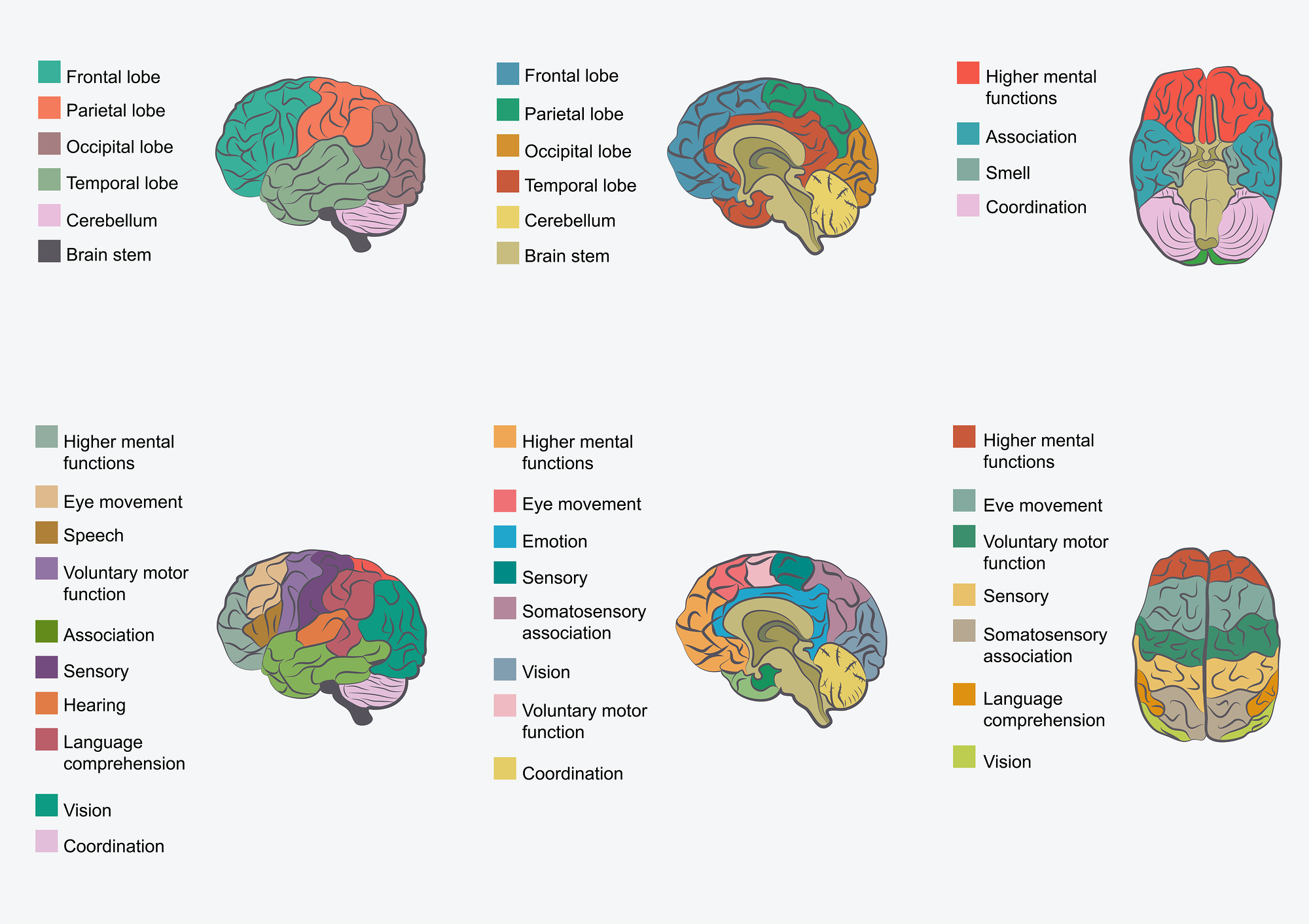 Brain zones